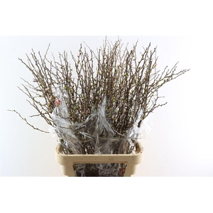 Chaenomeles X Superba