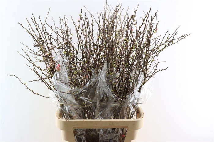 <h4>Chaenomeles X Superba</h4>