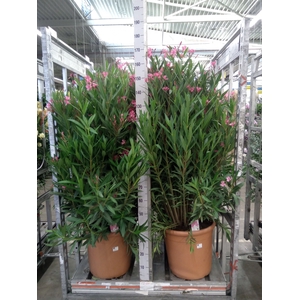 Nerium oleander   ...