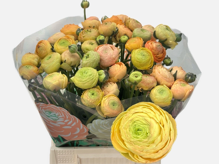 <h4>RAN AAZUR CHAMPAGNE</h4>