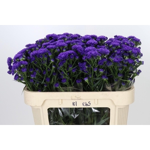 Aster Astee Dark Milka