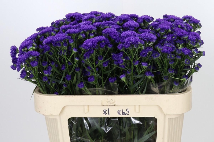 <h4>Aster Astee Dark Milka</h4>