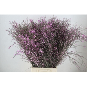 Ginster 400gr Lilac P Bunch
