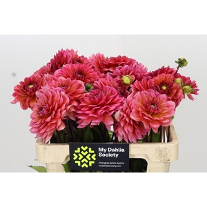 Dahlia Salmon Runner