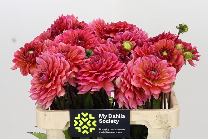 <h4>Dahlia Salmon Runner</h4>