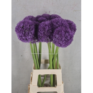 ALLIUM PINBALL WIZAR