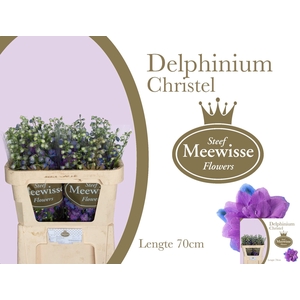 DELPH  DU CHRISTEL
