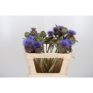 Cynara Cardunculus