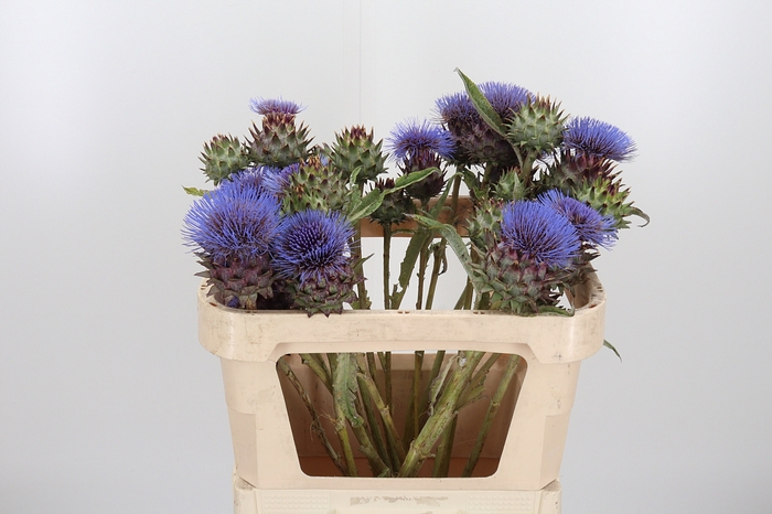 <h4>Cynara Cardunculus</h4>