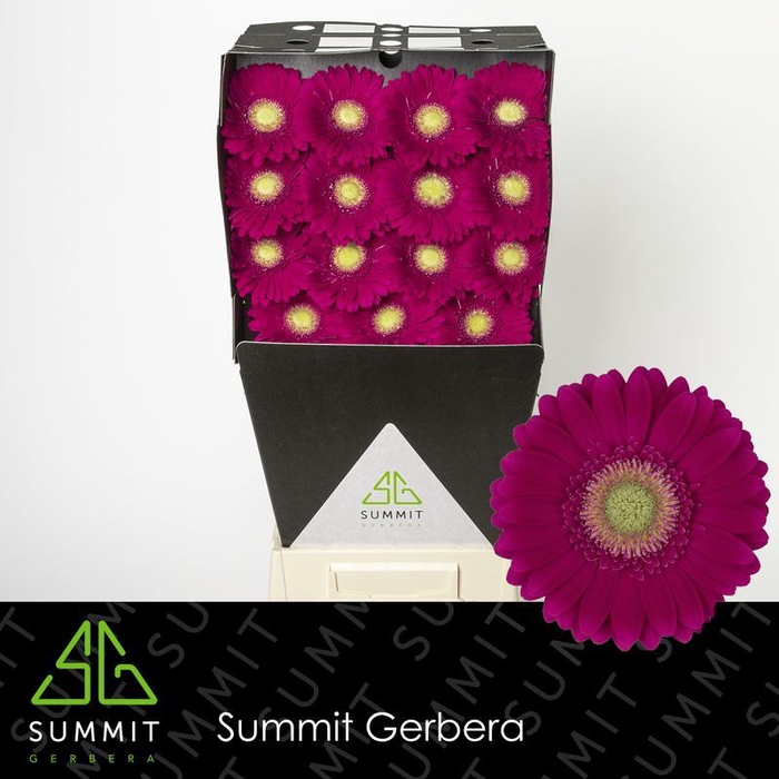 <h4>Gerbera Ambassador Diamond per kaart</h4>
