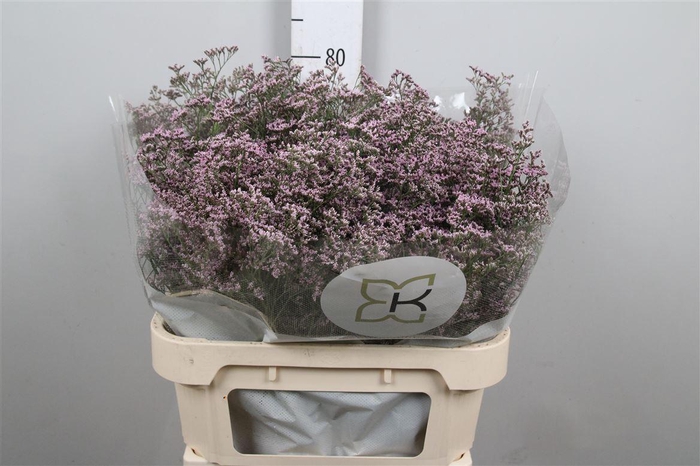 <h4>Lim Saf Oshi Pink</h4>