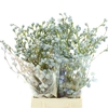 Euca Boule 200grams