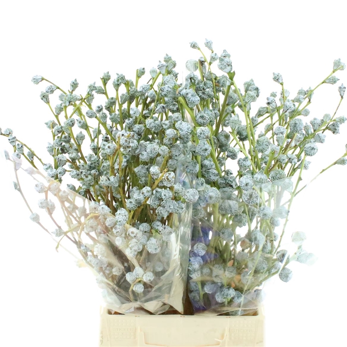 <h4>Euca Boule 300grams</h4>