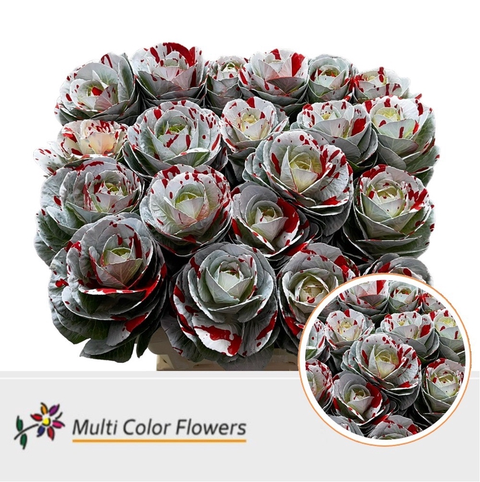 <h4>Brassica paint white splash red</h4>