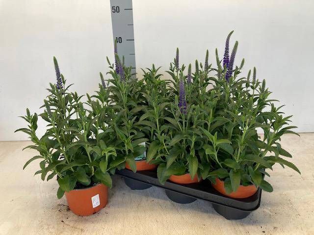 <h4>VERO SPICATA</h4>