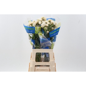 Helichrysum White 70cm