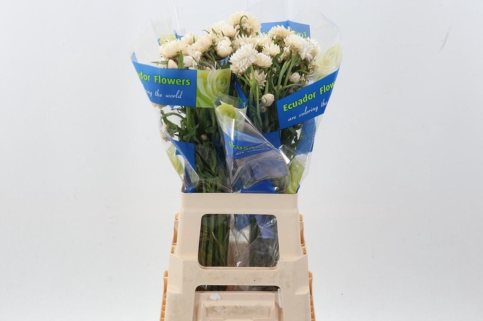 <h4>Helichrysum White 70cm</h4>