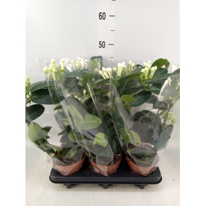 Stephanotis floribunda   ...