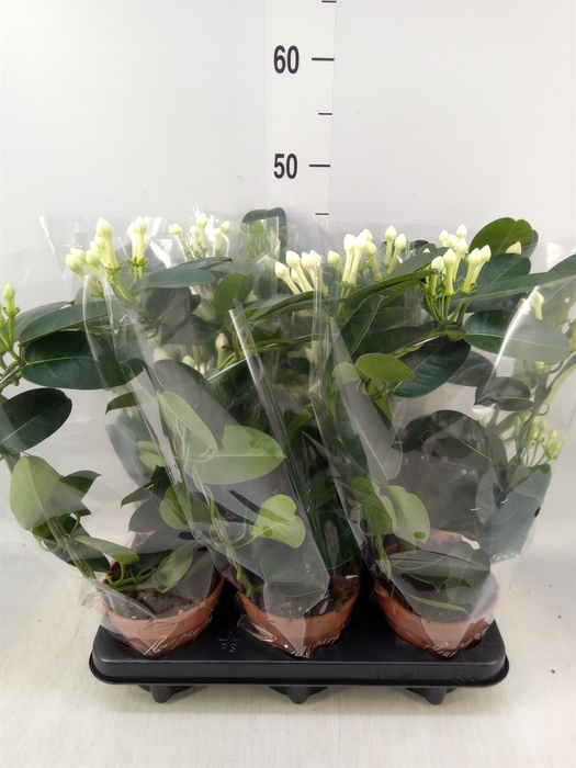 <h4>Stephanotis floribunda   ...</h4>