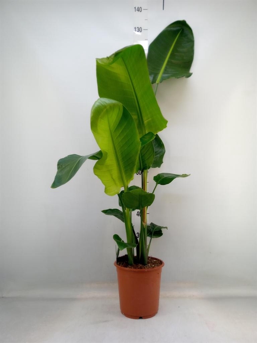 <h4>Strelitzia nicolai</h4>