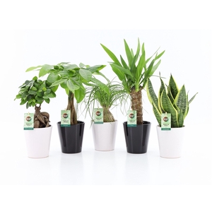 Easy to Care Mix in Zwart & Wit Keramiek