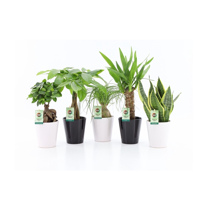 <h4>Easy to Care Mix in Zwart & Wit Keramiek</h4>