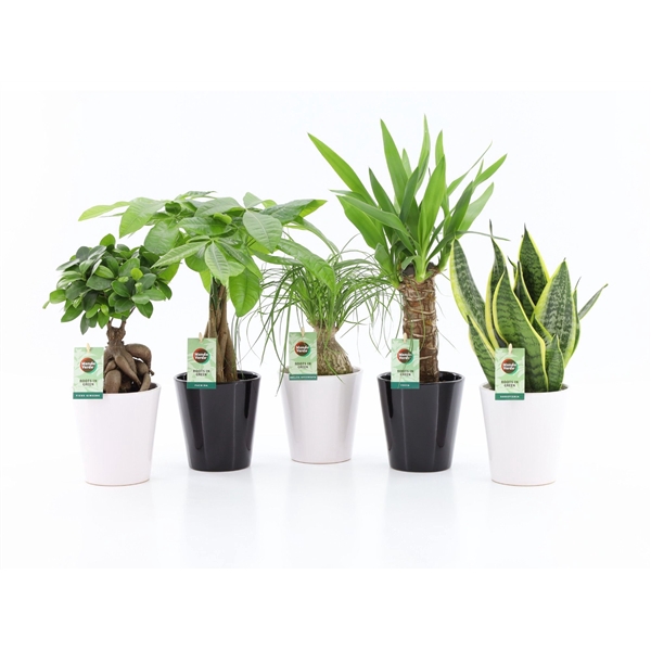 Easy to Care Mix in Zwart & Wit Keramiek