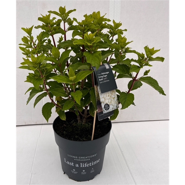 <h4>Hydrangea Paniculata Sugar Rush 23 cm</h4>