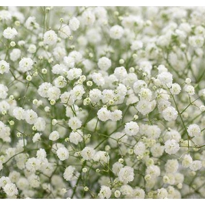 GYPS PA XLENCE 35G Tessa