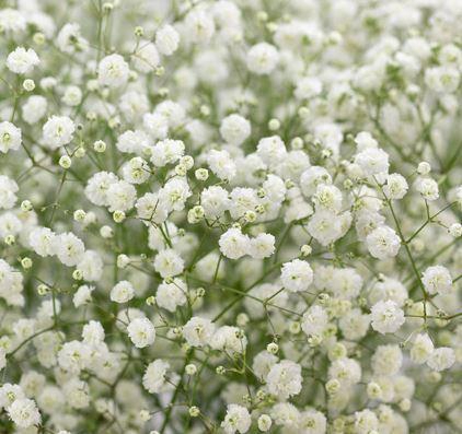 <h4>GYPS PA XLENCE 35G Tessa</h4>