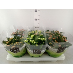 Kalanchoe blos.   ..rosebud mix  5