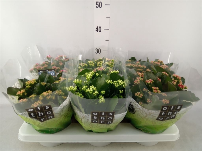 <h4>Kalanchoe blos.   ..rosebud mix  5</h4>