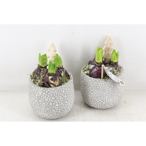 arr4 Hyacint JS - Ker. dots x6