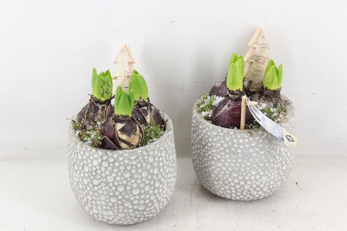 <h4>arr4 Hyacint JS - Ker. dots x6</h4>