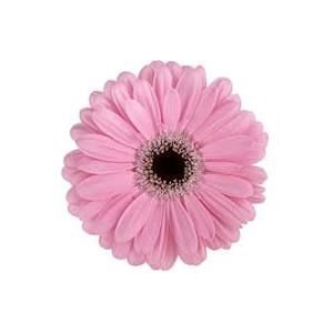 Gerbera Alison Diamond per kaart