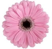 <h4>Gerbera Alison Water</h4>