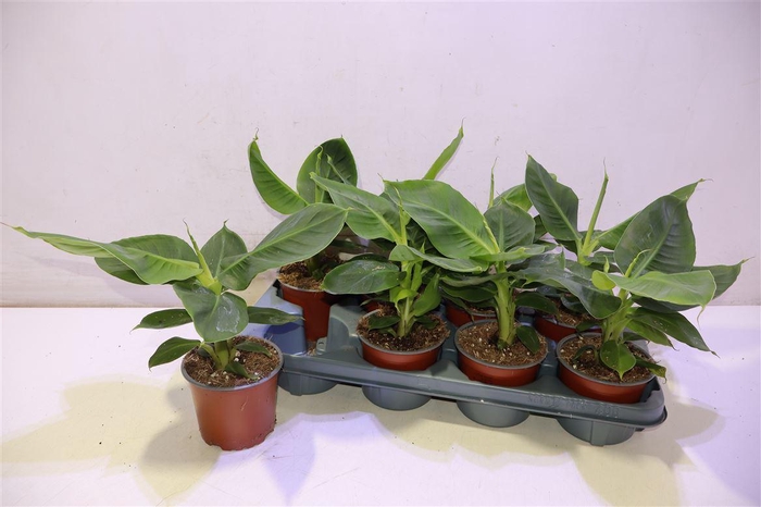 <h4>arr8 Musa Tropicana</h4>