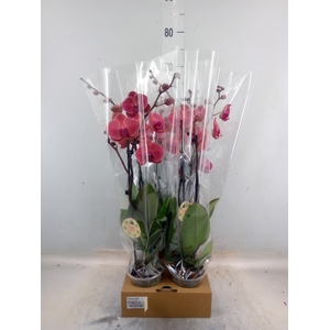 Phalaenopsis   ...