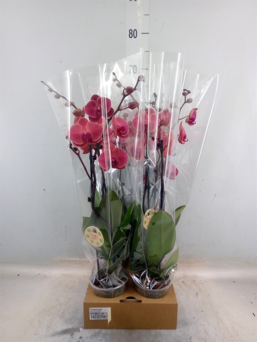 <h4>Phalaenopsis   ...</h4>