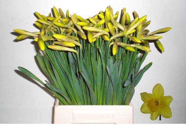 <h4>NARC G CARLTON</h4>