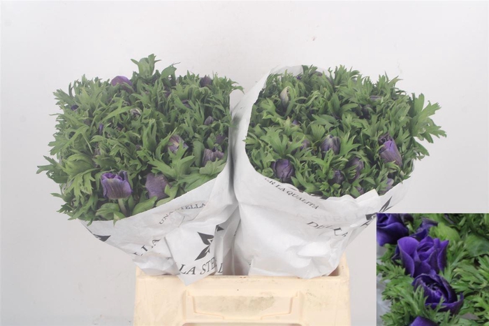 <h4>ANEM CO MIS + D BLUE</h4>