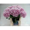 Hydrangea trendy