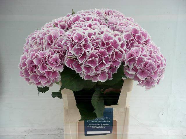 Hydrangea trendy