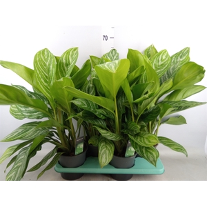 Aglaonema  'Stripes'