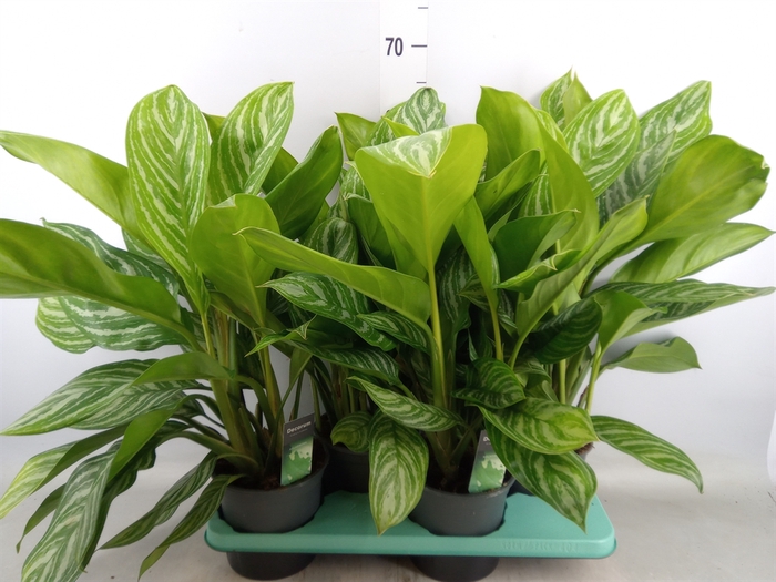 <h4>Aglaonema  'Stripes'</h4>