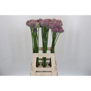 Allium Ampeloprasum