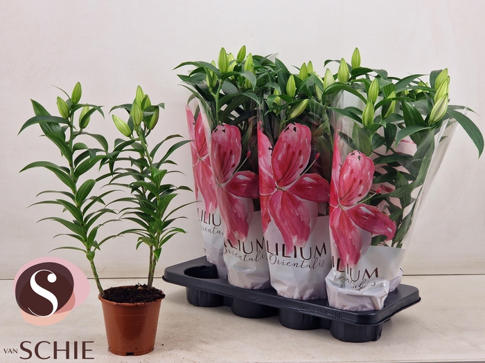 <h4>LIL OR OXYGEN</h4>