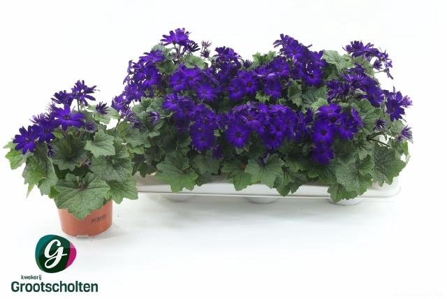 <h4>PERI C MAN PURPLE</h4>