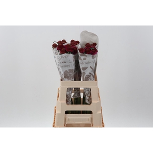 Scab Raspberry Scoop ECU