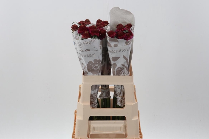 <h4>Scab Raspberry Scoop ECU</h4>